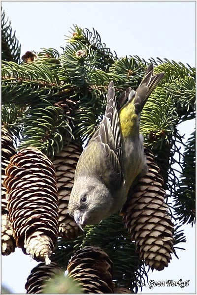 11_crossbill.jpg - Crossbill, Loxia curvirostra, Krstokljun, Mesto-Location: Fruka Gora, Serbia