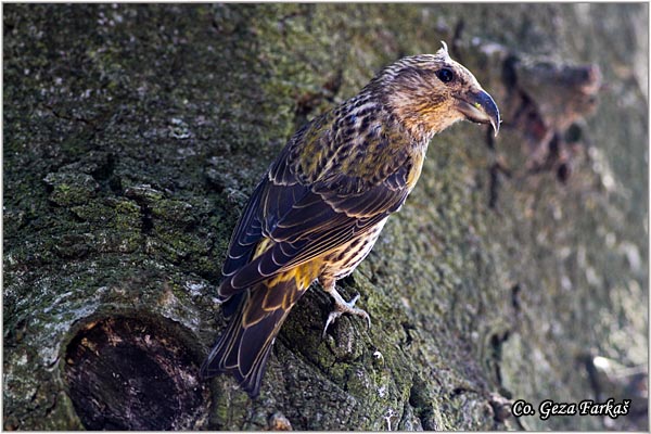 13_crossbill.jpg - Crossbill, Loxia curvirostra, Krstokljun, Mesto-Location: FruÅ¡ka Gora, Serbia