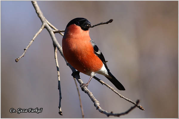 17_bullfinch.jpg - Bullfinch, Pyrrhula pyrrhula, Zimovka, Mesto-Location, Koviljski rit, Serbia