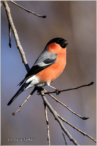 18_bullfinch.jpg - Bullfinch, Pyrrhula pyrrhula, Zimovka, Mesto-Location, Koviljski rit, Serbia