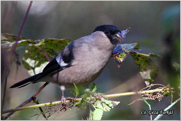 19_bullfinch.jpg - Bullfinch, Pyrrhula pyrrhula, Zimovka, Mesto-Location, Vlasina lake, Serbia