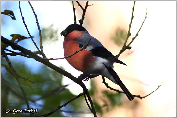 20_bullfinch.jpg - Bullfinch, Pyrrhula pyrrhula, Zimovka, Mesto-Location, Vlasina lake, Serbia