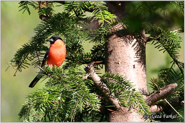 21_bullfinch.jpg - Bullfinch, Pyrrhula pyrrhula, Zimovka, Mesto-Location, Mokra gora, Serbia