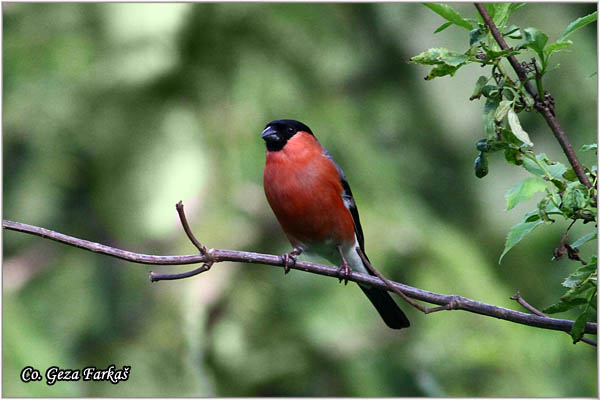 22_bullfinch.jpg - Bullfinch, Pyrrhula pyrrhula, Zimovka, Mesto-Location, Mokra gora, Serbia