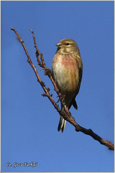 24_eurasian_linnet.jpg - Eurasian Linnet, Carduelis cannabina, Konopljarka, Mesto-Location: Koviljski rit, Serbia