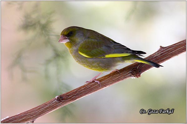 28_greenfinch.jpg - Greenfinch, Carduelis chloris, Zelentarka, Mesto-Location: Novi Sad, Serbia