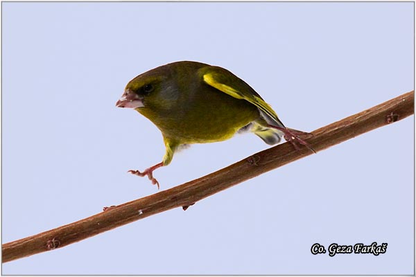 29_greenfinch.jpg - Greenfinch, Carduelis chloris, Zelentarka, Mesto-Location: Novi Sad, Serbia