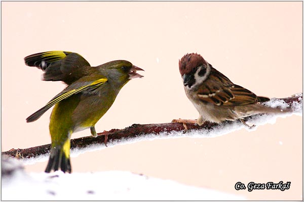 32_greenfinch.jpg - Greenfinch, Carduelis chloris, Zelentarka, Mesto-Location: Novi Sad, Serbia