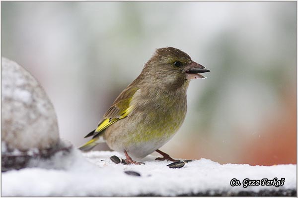 33_greenfinch.jpg - Greenfinch, Carduelis chloris, Zelentarka, Mesto-Location: Novi Sad, Serbia