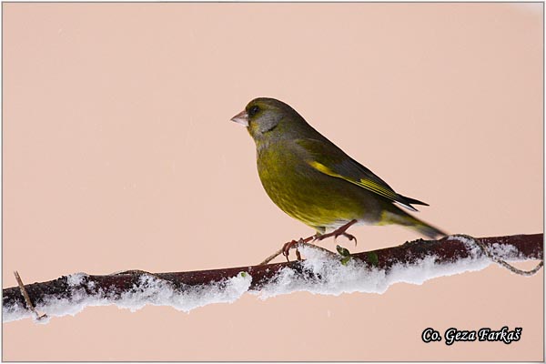 34_greenfinch.jpg - Greenfinch, Carduelis chloris, Zelentarka, Mesto-Location: Novi Sad, Serbia