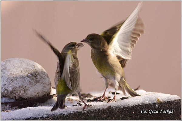 35_greenfinch.jpg - Greenfinch, Carduelis chloris, Zelentarka, Mesto-Location: Novi Sad, Serbia