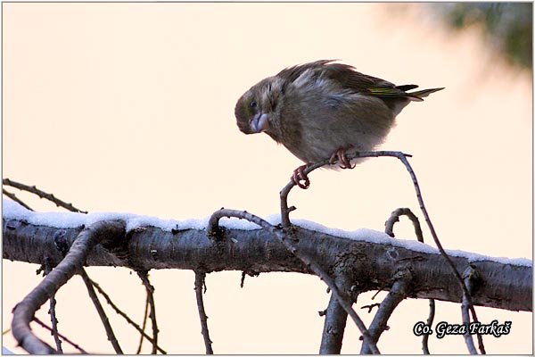 36_greenfinch.jpg - Greenfinch, Carduelis chloris, Zelentarka, Mesto-Location: Novi Sad, Serbia