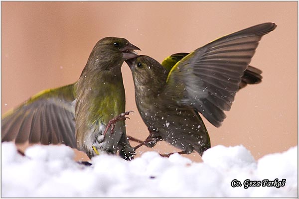 37_greenfinch.jpg - Greenfinch, Carduelis chloris, Zelentarka, Mesto-Location: Novi Sad, Serbia