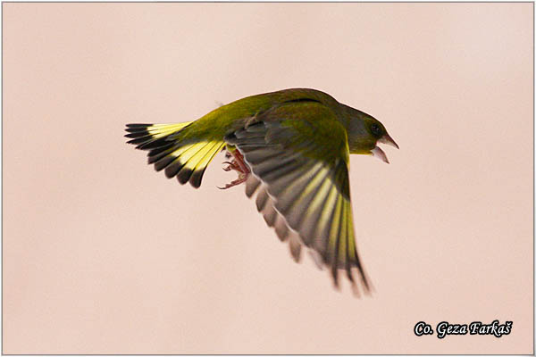 38_greenfinch.jpg - Greenfinch, Carduelis chloris, Zelentarka, Mesto-Location: Novi Sad, Serbia