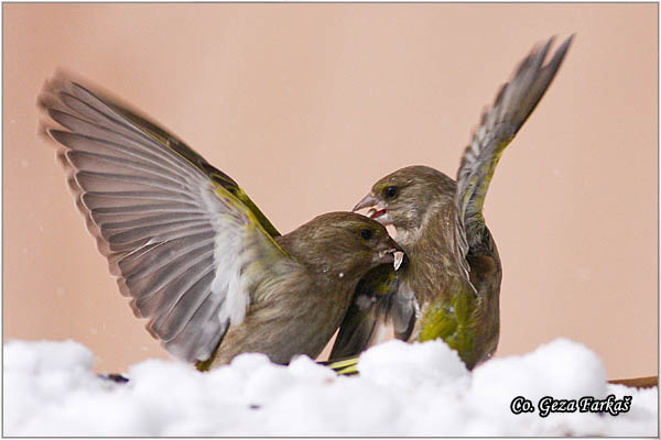 39_greenfinch.jpg - Greenfinch, Carduelis chloris, Zelentarka, Mesto-Location: Novi Sad, Serbia