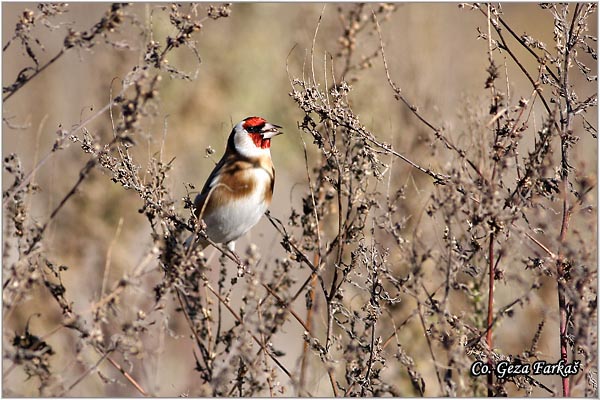 40_goldfinch.jpg - Goldfinch, Carduelis carduelis, tiglic, Mesto-Location, Novi sad, Serbia