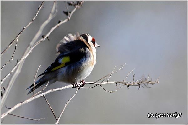 41_goldfinch.jpg - Goldfinch, Carduelis carduelis, tiglic, Mesto-Location, Novi sad, Serbia