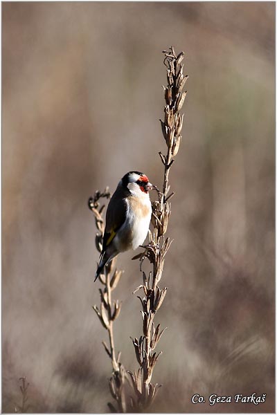 42_goldfinch.jpg - Goldfinch, Carduelis carduelis, tiglic, Mesto-Location, Novi sad, Serbia