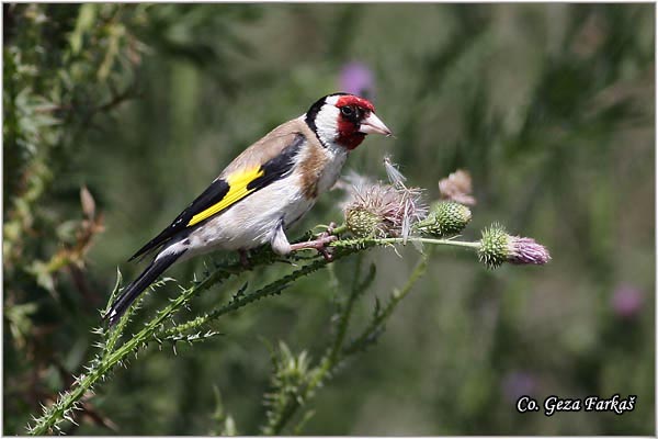 43_goldfinch.jpg - Goldfinch, Carduelis carduelis, tiglic, Mesto-Location, Temerin, Serbia