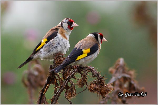 44_goldfinch.jpg - Goldfinch, Carduelis carduelis, tiglic, Mesto-Location, Koviljski rit, Serbia