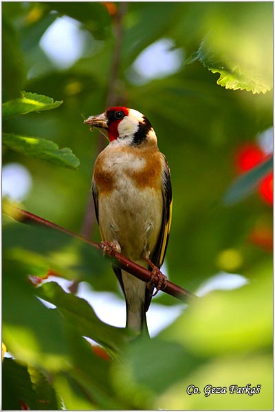 45_goldfinch.jpg - Goldfinch, Carduelis carduelis, tiglic, Mesto-Location, Novi sad, Serbia