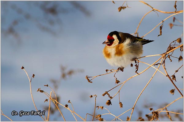 46_goldfinch.jpg - Goldfinch, Carduelis carduelis, tiglic, Mesto-Location, Koviljski rit, Serbia