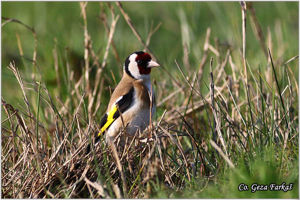 48_goldfinch.jpg - Goldfinch, Carduelis carduelis, tigliæ, Mesto-Location, Koviljski rit, Serbia