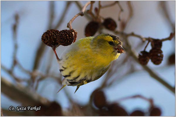 49_siskin.jpg - Siskin, Carduelis spinus, Ciak, Mesto-Location: Ovcar banja, Serbia