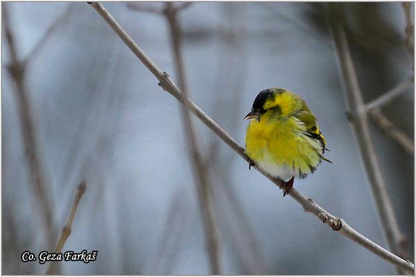 50_siskin.jpg - Siskin, Carduelis spinus, Ciak, Mesto-Location: Ovcar banja, Serbia