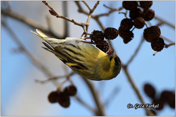 51_siskin.jpg - Siskin, Carduelis spinus, Ciak, Mesto-Location: Ovcar banja, Serbia