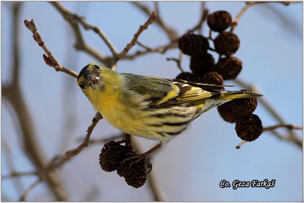 52_siskin.jpg - Siskin, Carduelis spinus, Ciak, Mesto-Location: Ovcar banja, Serbia