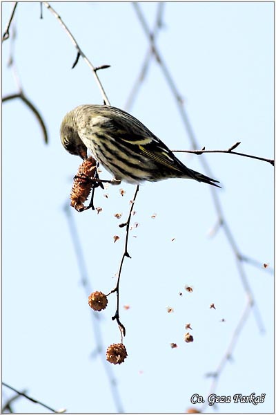 53_siskin.jpg - Siskin, Carduelis spinus, Ciak, Mesto-Location: Novi Sad, Serbia