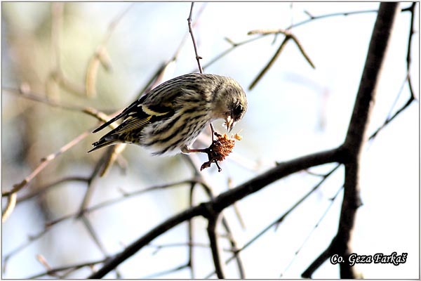 54_siskin.jpg - Siskin, Carduelis spinus, Ciak, Mesto-Location: Novi Sad, Serbia