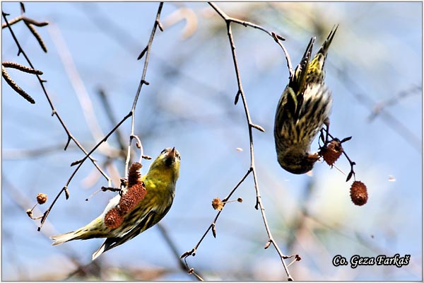 55_siskin.jpg - Siskin, Carduelis spinus, Ciak, Mesto-Location: Novi Sad, Serbia