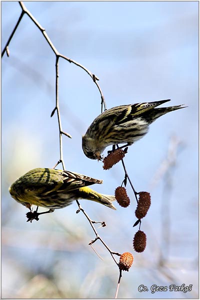 56_siskin.jpg - Siskin, Carduelis spinus, Ciak, Mesto-Location: Novi Sad, Serbia