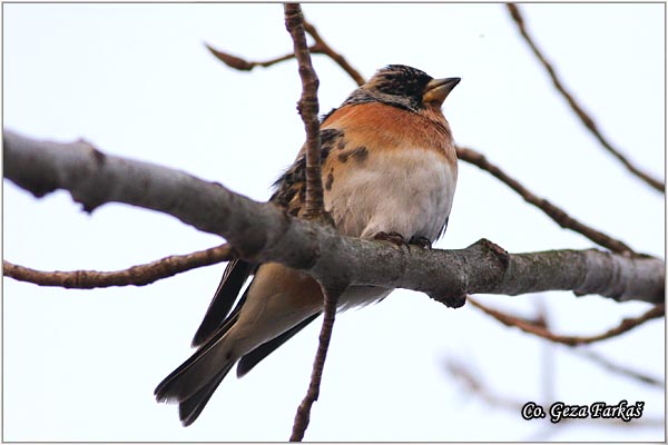 59_brambling.jpg - Brambling, Fringilla montifringilla, Planinska zeba Mesto - Location: Novi Sad, Serbia