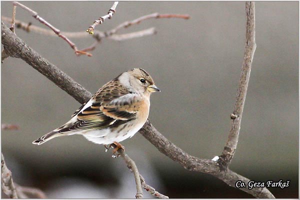 60_brambling.jpg - Brambling, Fringilla montifringilla, Planinska zeba Mesto - Location: Novi Sad, Serbia