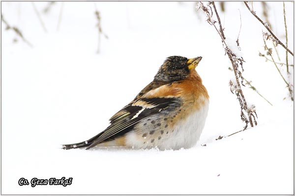 61_brambling.jpg - vBrambling, Fringilla montifringilla, Planinska zeba, Koviljski rit, Serbia