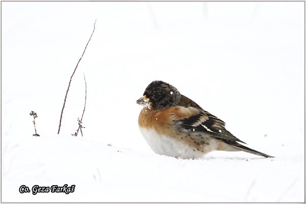 62_brambling.jpg - vBrambling, Fringilla montifringilla, Planinska zeba, Koviljski rit, Serbia