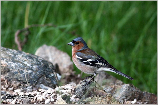 63_chaffinch.jpg - Chaffinch, Obicna zeba, Fringilla coelebs, Mesto-Location, Tara Serbia