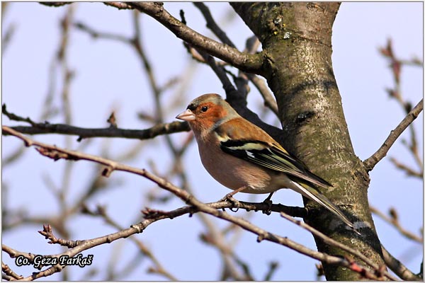 64_chaffinch.jpg - Chaffinch, Obicna zeba, Fringilla coelebs, Mesto-Location, Futog Serbia