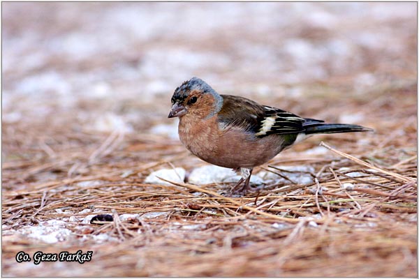 65_chaffinch.jpg - Chaffinch, Obicna zeba, Fringilla coelebs, Mesto-Location, Skihatos, Grece