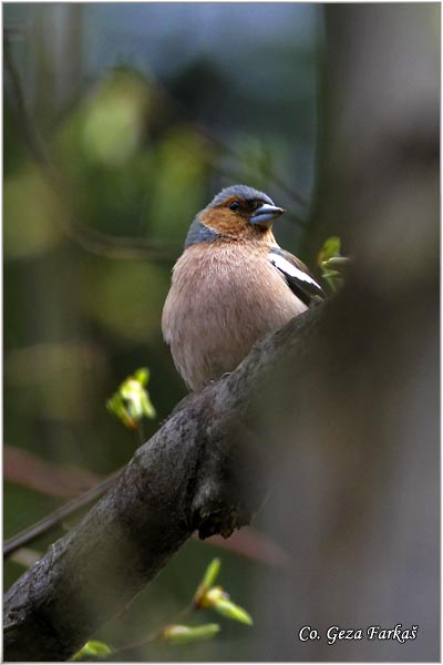 66_chaffinch.jpg - Chaffinch, Obicna zeba, Fringilla coelebs, Mesto-Location, Fruka Gora Serbia