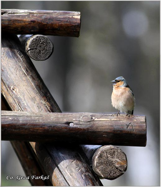 67_chaffinch.jpg - Chaffinch, Obicna zeba, Fringilla coelebs, Mesto-Location, Fruka Gora Serbia