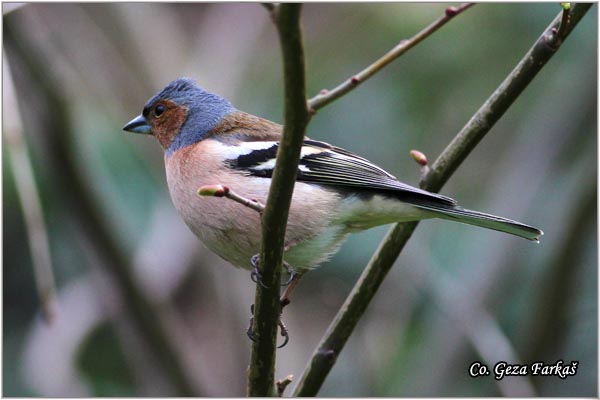 68_chaffinch.jpg - Chaffinch, Obicna zeba, Fringilla coelebs, Mesto-Location, Fruka Gora Serbia