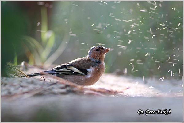 70_chaffinch.jpg - Chaffinch, Obicna zeba, Fringilla coelebs, Mesto-Location, Skihatos, Grece