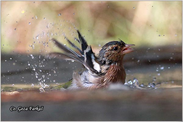 71_chaffinch.jpg - Chaffinch, Obicna zeba, Fringilla coelebs, Mesto-Location, Skihatos, Grece