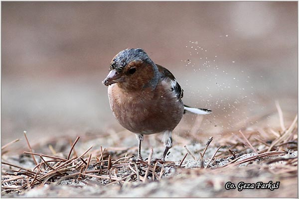 72_chaffinch.jpg - Chaffinch, Obicna zeba, Fringilla coelebs, Mesto-Location, Skihatos, Grece