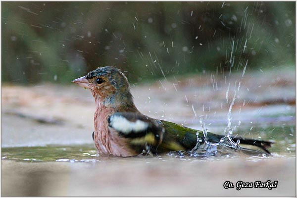 73_chaffinch.jpg - Chaffinch, Obicna zeba, Fringilla coelebs, Mesto-Location, Skihatos, Grece