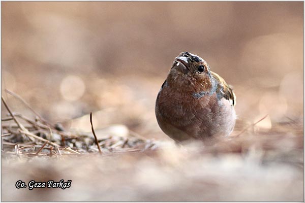 74_chaffinch.jpg - Chaffinch, Obicna zeba, Fringilla coelebs, Mesto-Location, Skihatos, Grece